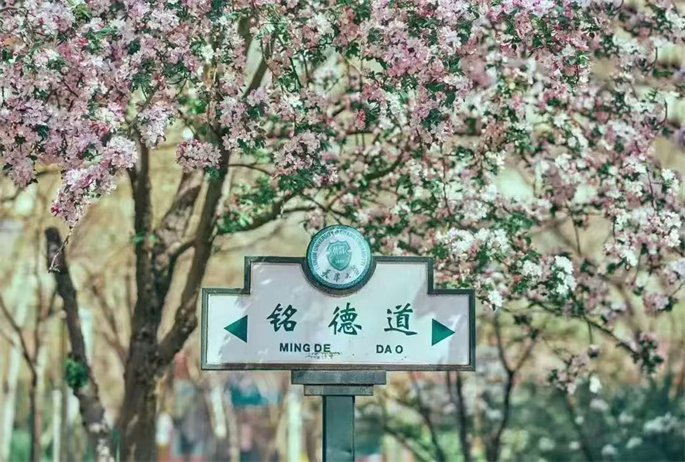 遨游130岁巍巍学府 2025天大海棠季正式启幕(图1)