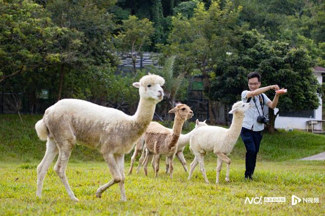 十大亮点提前剧透！一连9天三水区旅游文化周来啦(图4)