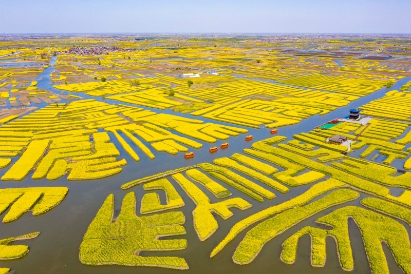 从绿野到“金”野兴化编织绿色发展梦想篇章(图1)