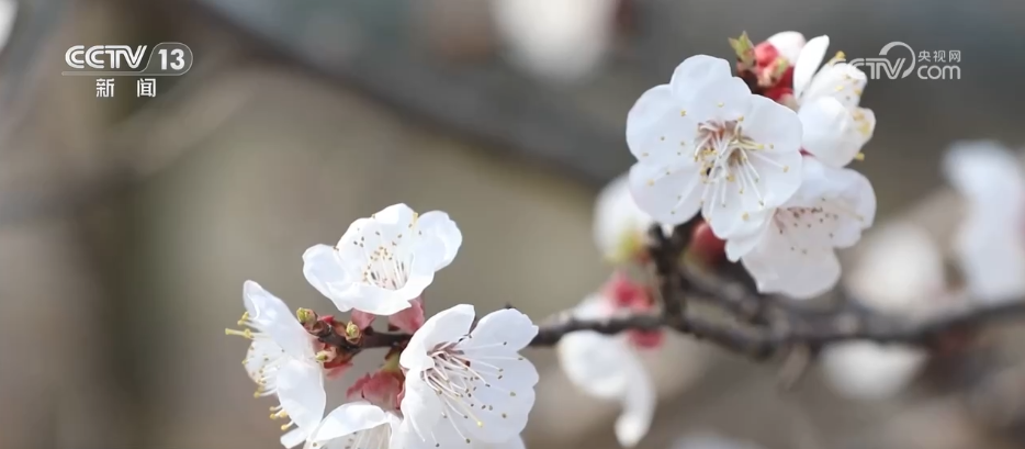传统文化生动“破圈”撬动消费活力 文旅融合激活“春日经济”(图1)