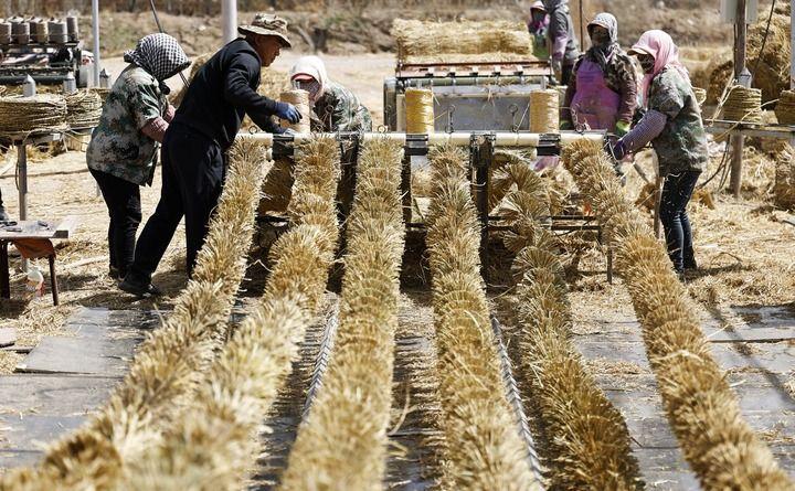 绿润丝路 沙海生金——全球荒漠化治理的中国智慧(图3)