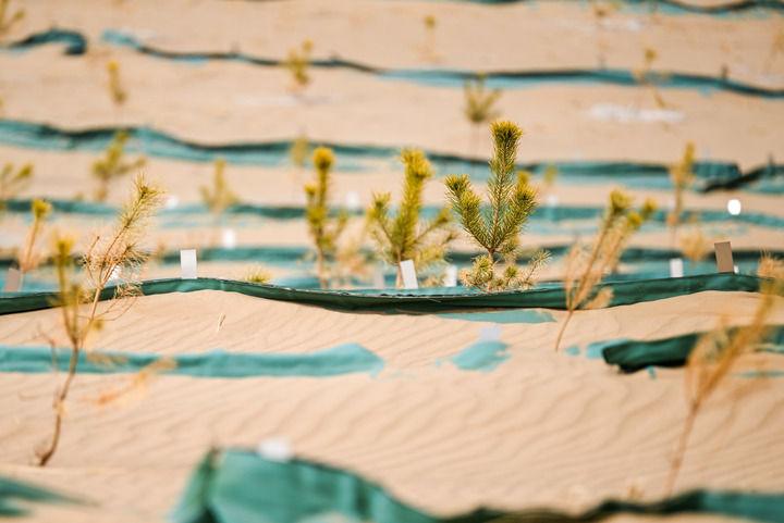 绿润丝路 沙海生金——全球荒漠化治理的中国智慧(图8)